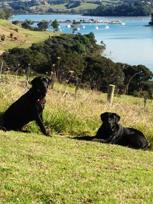 Extra-mouths-to-feed